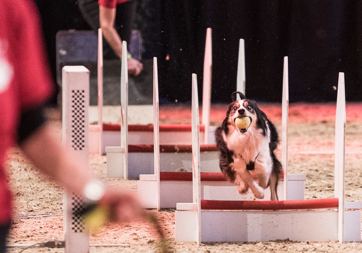 2-doglive-20201 2-doglive-20201